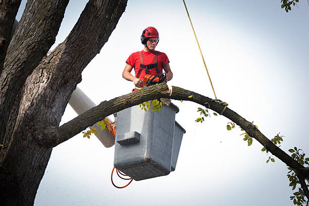 Best Tree Trimming and Pruning  in Thoreau, NM